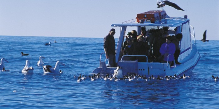 Bird Watching Albatross Encounter Tour Kaikoura