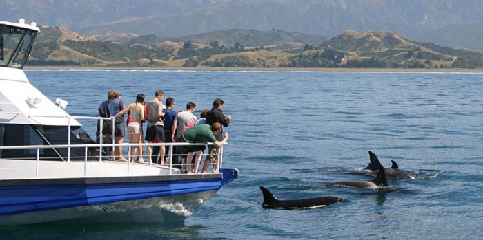 Dolphin Swim Dolphin Watching Tour Kaikoura