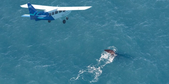 Wings Over Whales Kaikoura